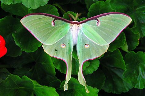 How To Identify The Beautiful Endangered Luna Moth