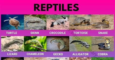 Reptiles: Helpful List of 27 Names of Reptiles in English | Reptiles