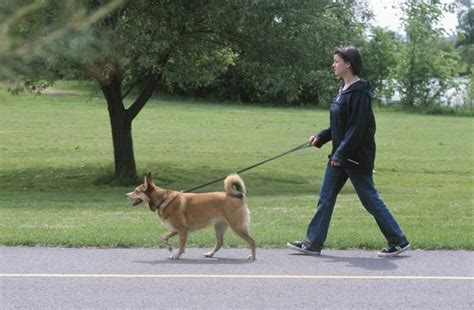 Vaccinations help protect your dog against diseases, making them essential when puppies go outside. Does It Matter Which Side the Dog Is on When Walking ...
