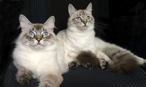 25 White Siberian Cat Size Furry Kittens