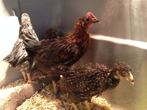 gender backyard chickens learn how to raise chickens