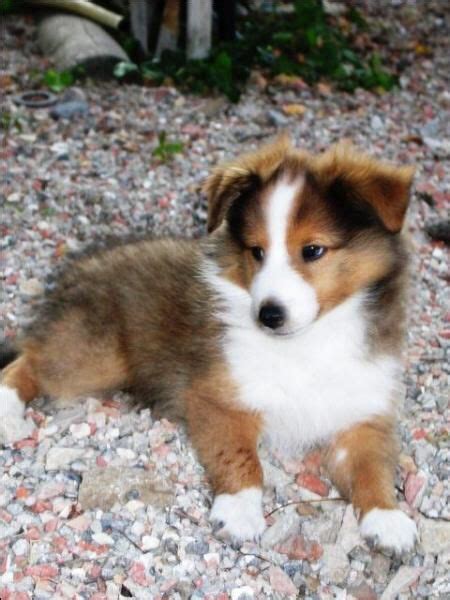 Aweee So Cute🐾🐶 Animals Photo 44216628 Fanpop