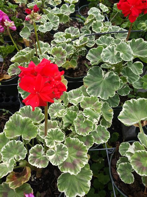 Geranium Wilhelm Langguth 1 Live Plant 4 Growing Pot Etsy Starter