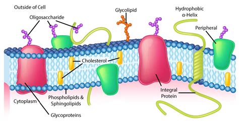 31 Basic Concepts In Membranes Biology Libretexts