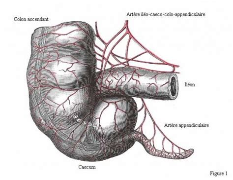 Anatomie De L Appendice Service De Chirurgie G N Rale Et Digestive H Pital Saint Antoine