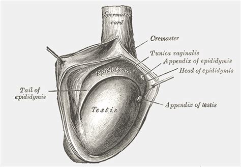 Anatomia Do Testiculo
