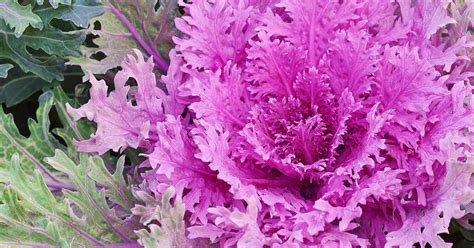 Plants Seeds And Bulbs Annual And Biennial Seeds Home Flowering Kale