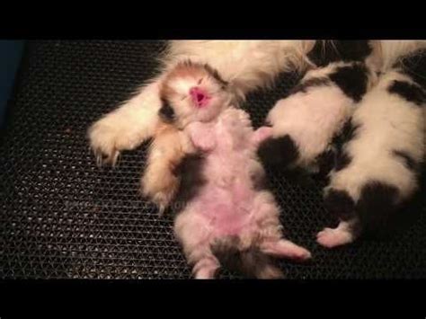 PERTUMBUHAN ANAK KUCING USIA 0-2 MINGGU || ANAK KUCING ...