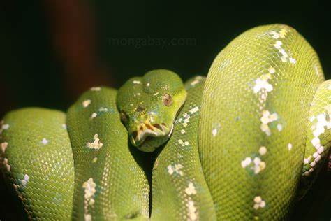 Rainforest Reptiles Green Tree Python From Southeast Asia