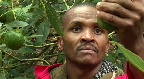 Kenyalı Avokado Yetiştiricileri Hırsızlara Karşı Silahlanıyor Son
