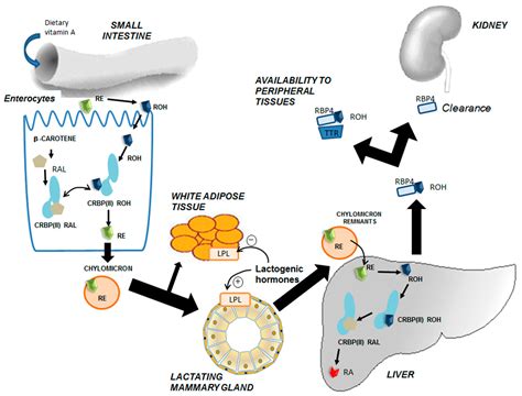 Nutrients Free Full Text Role Of Vitamin A In Mammary Gland Development And Lactation