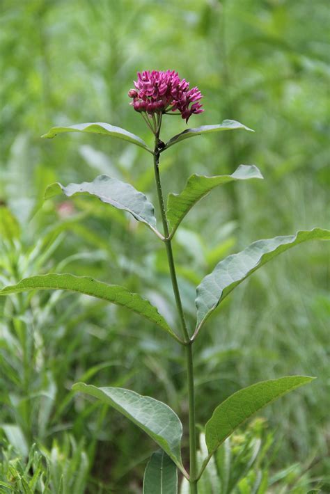 Asclepias purpurascens (purple milkweed): Go Botany