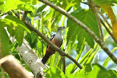 List Of Birds Of Nauru Wikiwand