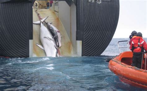 Japan Restarts Commercial Whaling After 30 Year Stop Strange Sounds