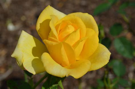 If you know that the intended recipient of your bouquet likes. A Photo Gallery of Yellow Flowers | Dengarden