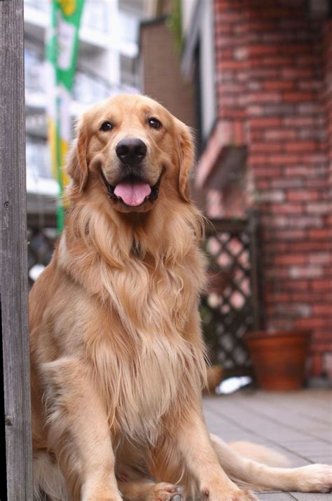 Find the perfect old golden retriever stock photos and editorial news pictures from getty images. 10+ Cute Dogs And Puppies Golden Retrievers | Dogs golden ...