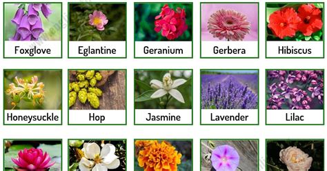 Different Flower Names Types Of Flowers List Of 50 Popular Flowers