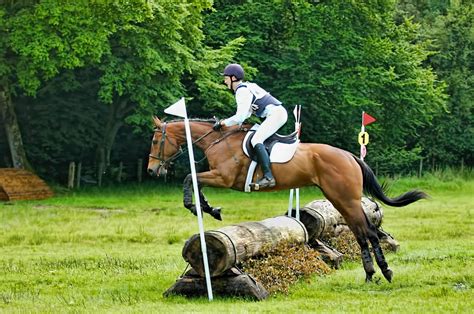 Free Images Meadow Jumping Pasture Stallion Mare Jockey
