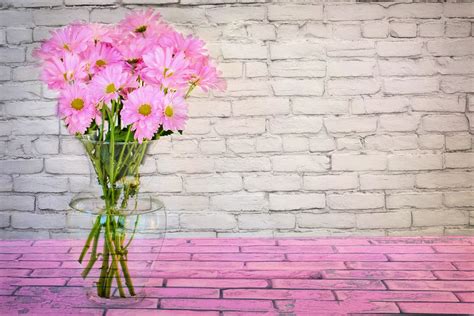 Pink Daisy Flower In Clear Glass Vase Hd Wallpaper Wallpaper Flare