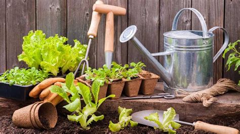 To start with, hobby is most importantly, a passion for an improvised skill. Best 5 Benefits Of Home Gardening - Bagbani (Nature Hai ...