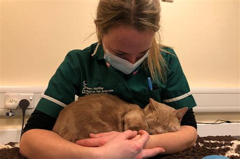 Feline Blood Donor Of The Year 2021 Animal Care Trust Royal