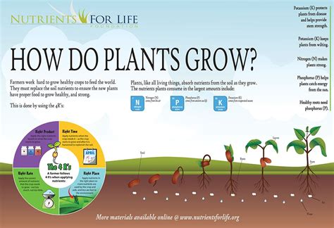 How Do Plants Grow 4r Poster Nutrients For Life