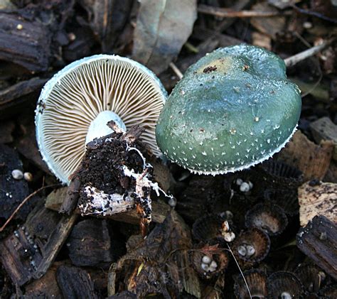 Stropharia Caerulea Blue Roundhead Tophill Low Nr East Yo Flickr