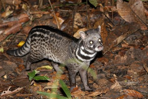 African Civet Cat Wallpapers High Quality Download Free