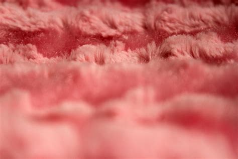 Fur Background Free Stock Photo Public Domain Pictures