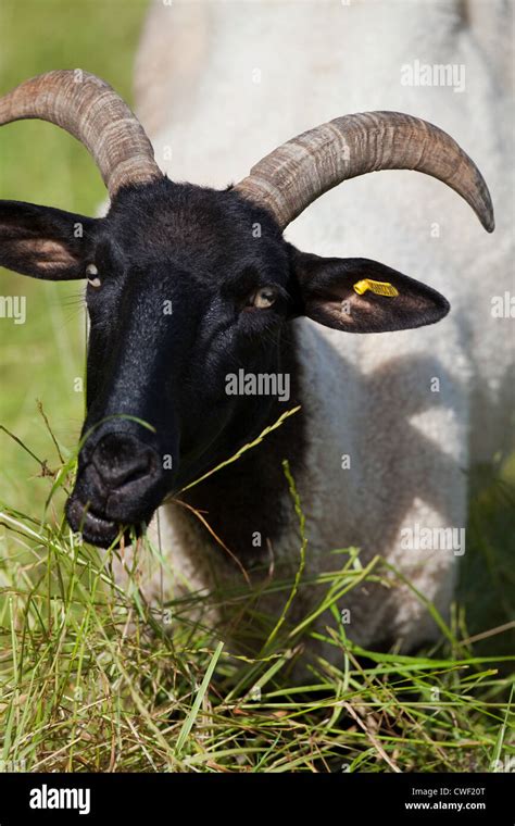 Norfolk Horn Sheep Ovis Aries Kneeling Down On Forefeet To Graze