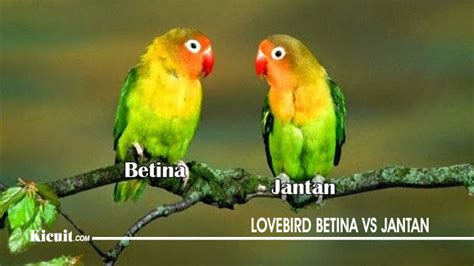 Sahabat 99, burung lovebird termasuk jenis burung. Cara Membedakan Burung Lovebird Jantan Dan Betina - KICUIT.com