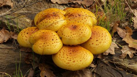 Although it is fatal, with the right treatment and special care. Tree yellow fungus free image