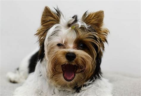 You are sure to find the perfect name for your furry friend from these lists of great spanish dog names. Top 49 Best Spanish Dog Names for Your Puppy | PetPress
