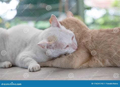 Love Moment Of Kitty Cat Stock Photo Image Of Adorable 176241742