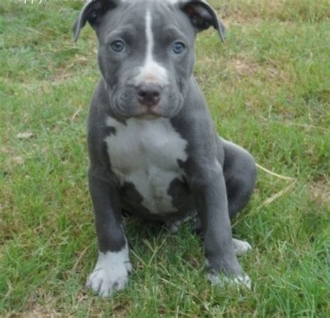Blue Nose Pitbull Puppies Offer