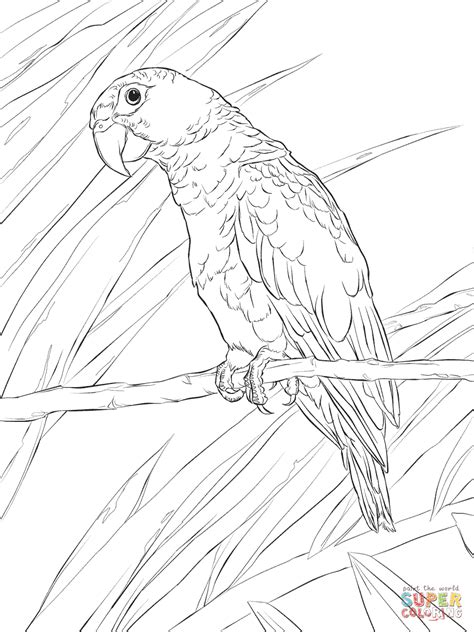 Parrots Coloring Pages Free Coloring Pages Coloring Home