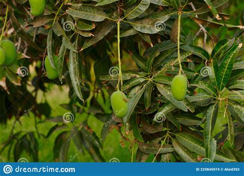 Mango Hanging On Tree With Blue Sky Mango Fruit In Tree Raw Mango Fruit