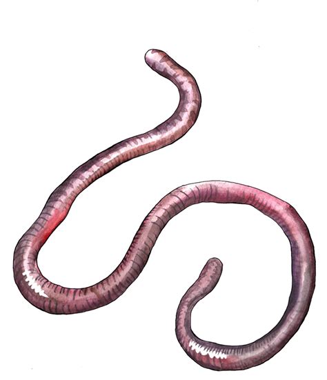 Earthworm Worm Png Transparent Image Download Size 720x837px