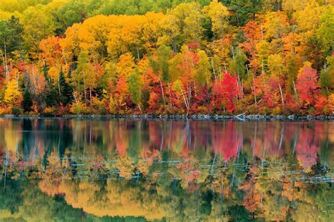 Los Bosques Más Bellos Del Mundo