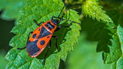 Feuerwanzen treten oft in großen scharen im garten auf. Feuerwanzen Im Garten / Feuerwanzen In Der Paarungszeit ...