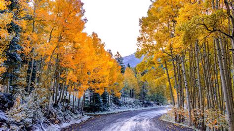 Road Between Snow Covered Yellow Autumn Fall Leaves Tree Branches Under