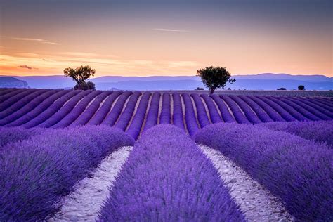 Download Field Tree Purple Flower Flower Landscape Nature Lavender Hd