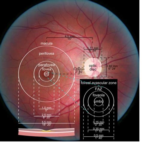 Human Eye Anatomy And Main Imaging Methods Download Scientific Diagram