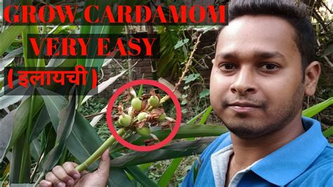 How To Grow And Care Cardamom इलायची Plant In Pot And Ground