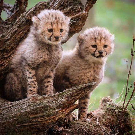 Baby Animals Funny Cheetah Cubs Cute Baby Animals