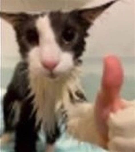 Soggy Cat Thumbs Up Soggy Cat Know Your Meme