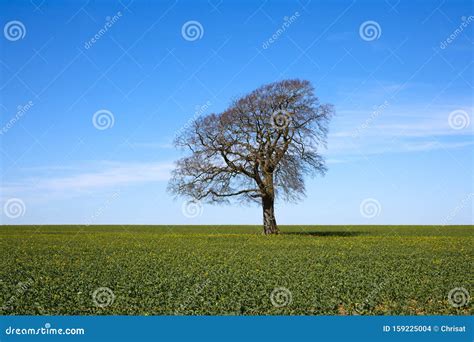 One Tree On The Horizon Landscape Stock Photo Image Of Britain