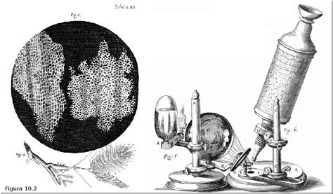 Las MÁs Importantes Aportaciones De Robert Hooke
