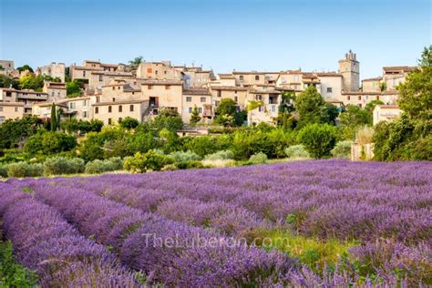 Luberon Lavender Where To See The Best Lavender Blossom