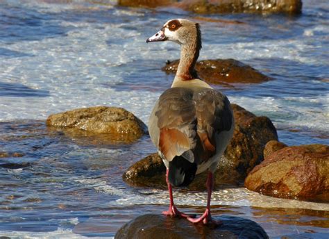 African Waterbirds Nature Photography